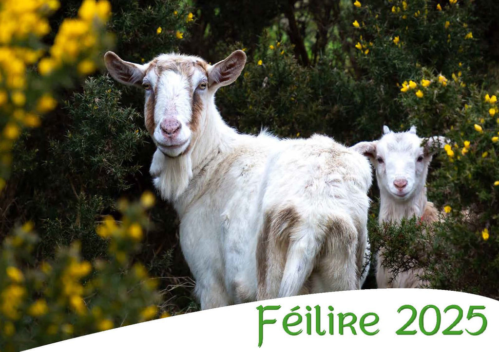 Féilire/Calendar 2025 (Éamonn Coyle)